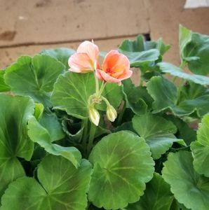 Meet your Posher, Robyn